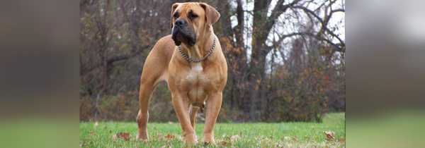  عکس سگ سیاه ترسناک