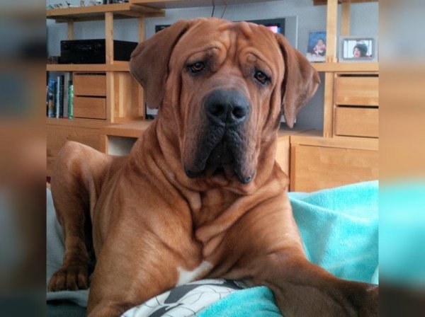  عکس سگ سیاه ترسناک