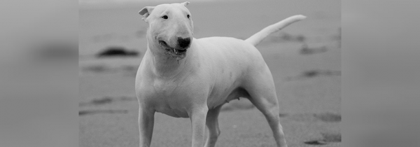  عکس سگ سیاه ترسناک