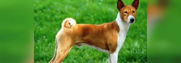  عکس سگ سیاه ترسناک