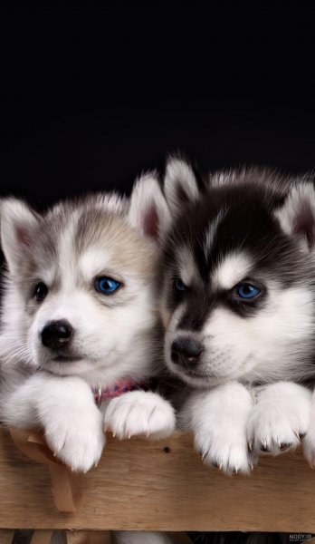 عکس پروفایل دخترونه با سگ پشمالو