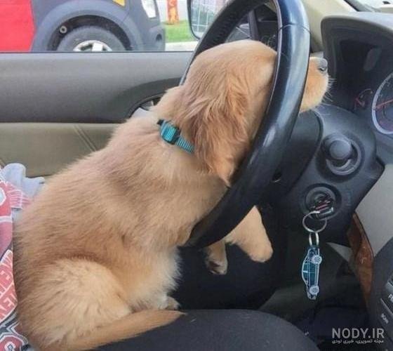  عکس پروفایل دخترونه با سگ پشمالو