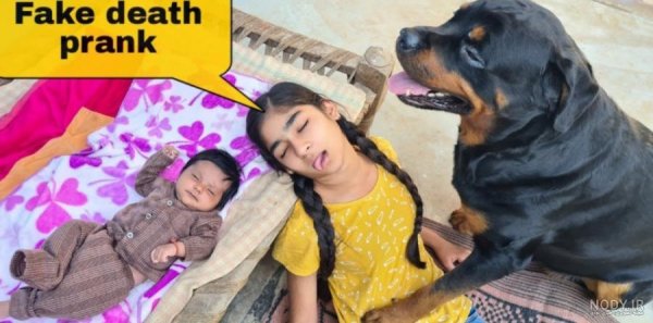  عکس پروفایل دخترونه با سگ پشمالو