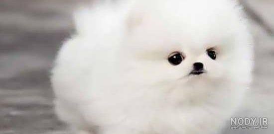  عکس پروفایل دخترونه با سگ پشمالو