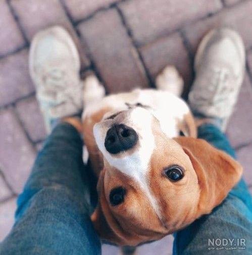  عکس پروفایل دخترونه با سگ پشمالو