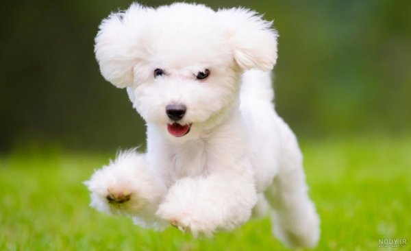  عکس پروفایل دخترونه با سگ پشمالو