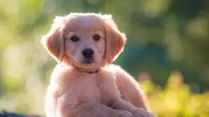 عکس سگ سیاه وحشی