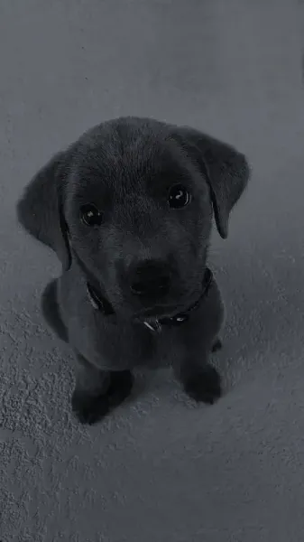  عکس توله سگ سیاه و سفید