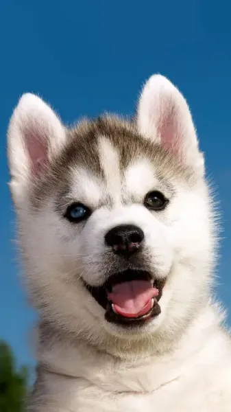  عکس سگ سیاه و سفید