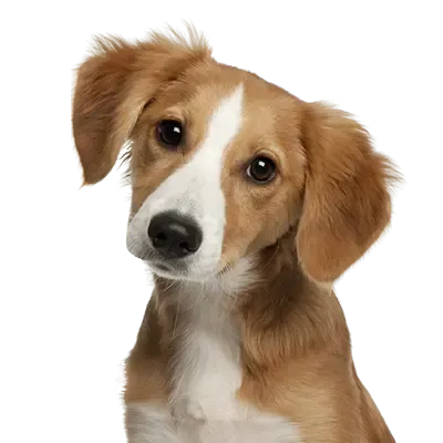  عکس سگ سیاه و سفید