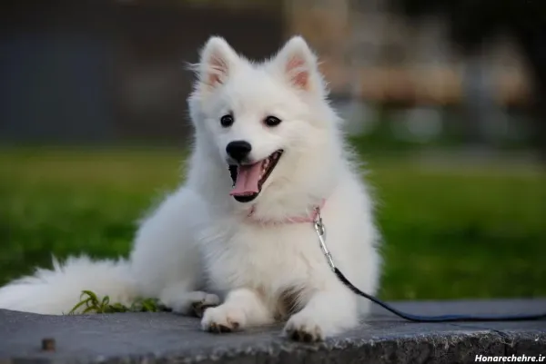 عکس توله سگ سفید