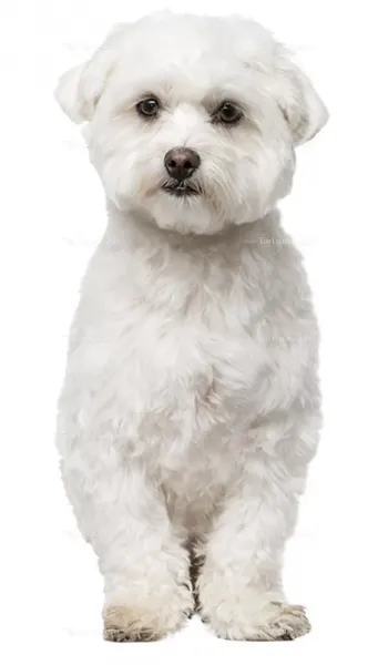  عکس توله سگ سفید