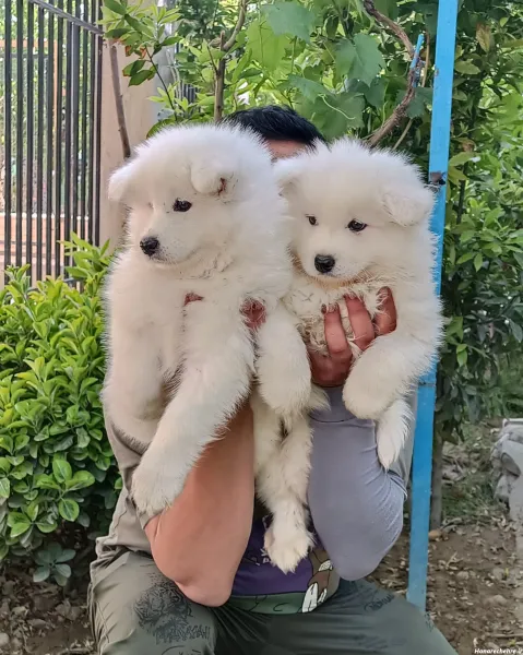  عکس توله سگ سفید