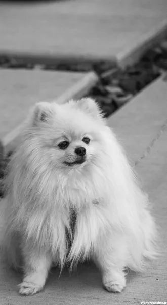  عکس توله سگ سفید