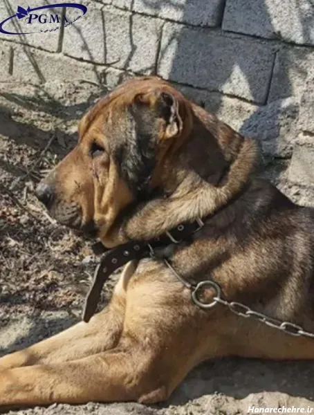  عکس توله سگ سفید