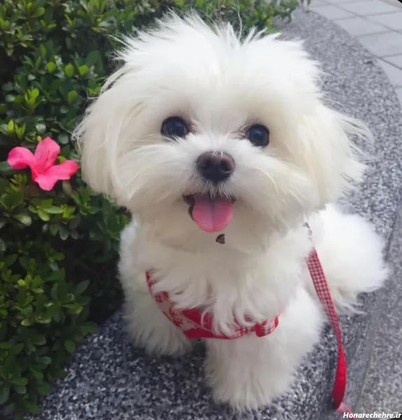  عکس توله سگ سفید