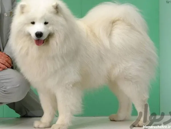  عکس توله سگ سفید