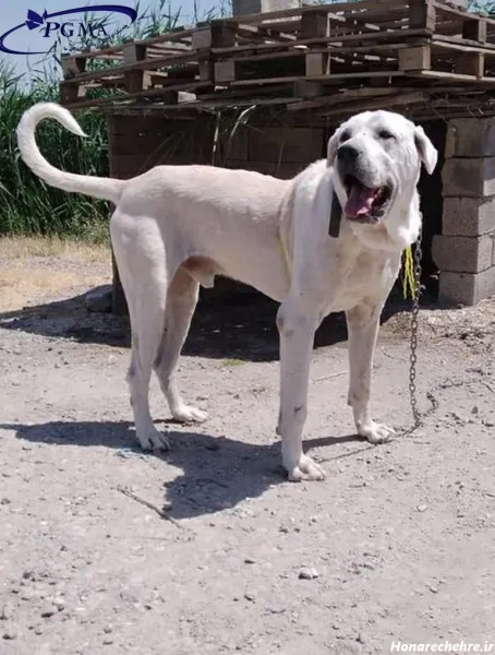  عکس توله سگ سفید