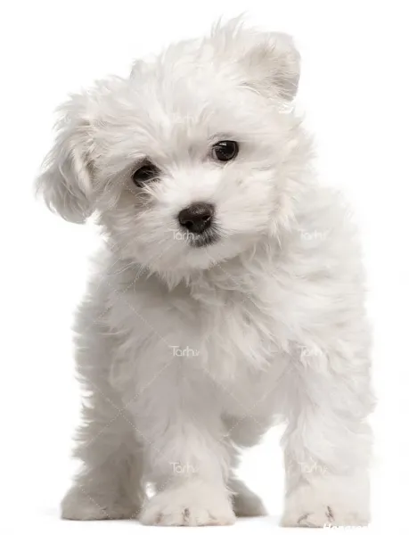  عکس توله سگ سفید