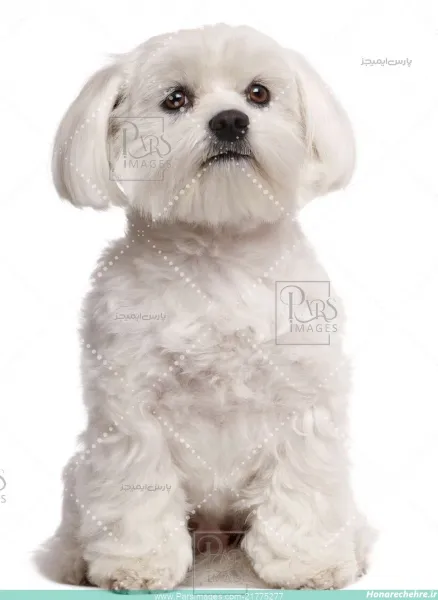  عکس توله سگ سفید