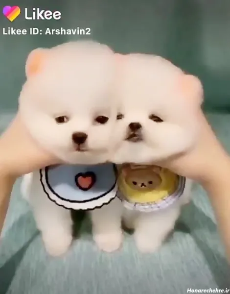  عکس توله سگ سفید