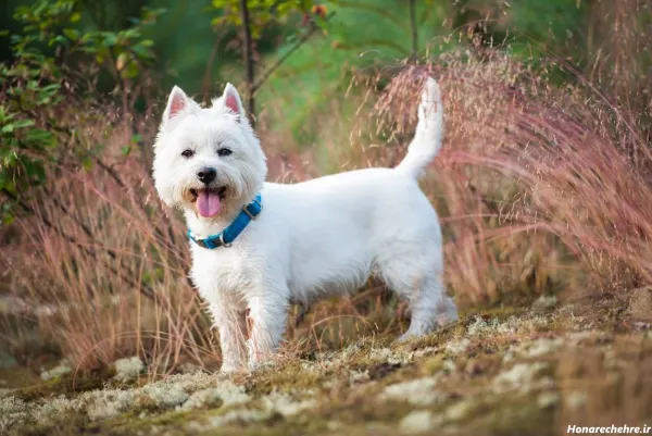  عکس توله سگ سفید