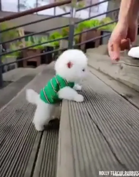  عکس توله سگ سفید