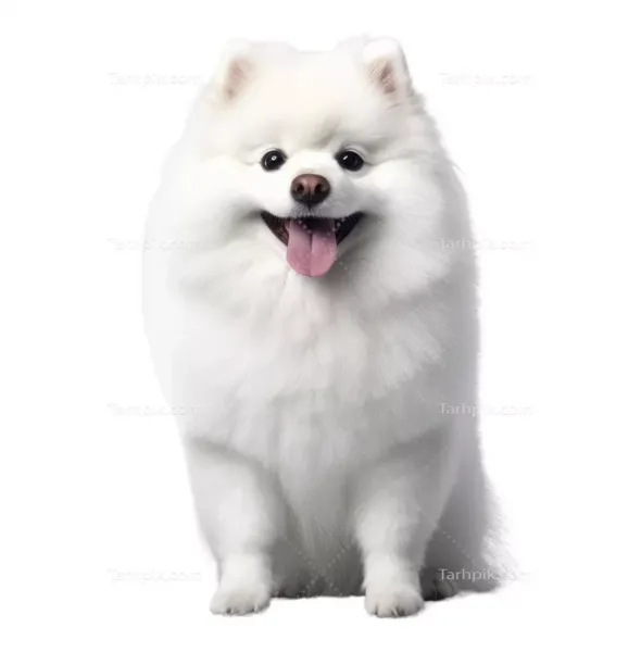  عکس توله سگ سفید
