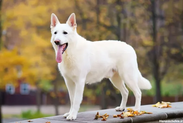  عکس توله سگ سفید