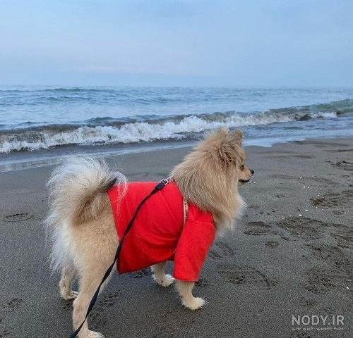  عکس دختر با سگ پاکوتاه