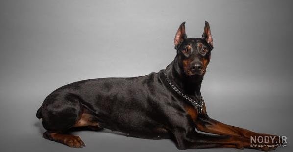  عکس دختر با سگ پاکوتاه