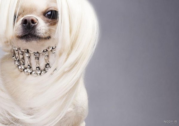  عکس دختر با سگ پاکوتاه