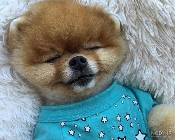  عکس دختر با سگ پاکوتاه