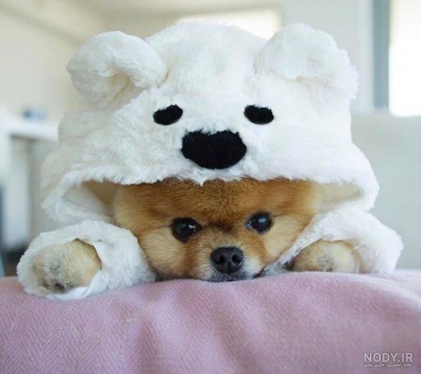  عکس دختر با سگ پاکوتاه
