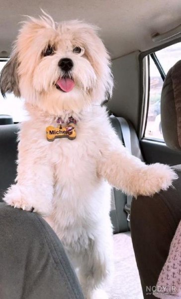  عکس دختر با سگ پاکوتاه