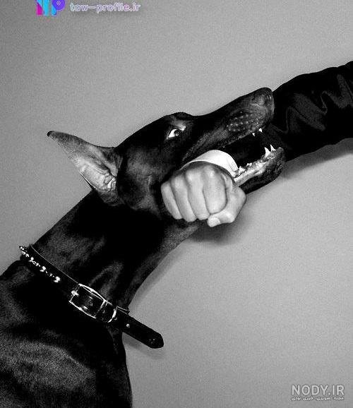  عکس دختر با سگ پاکوتاه