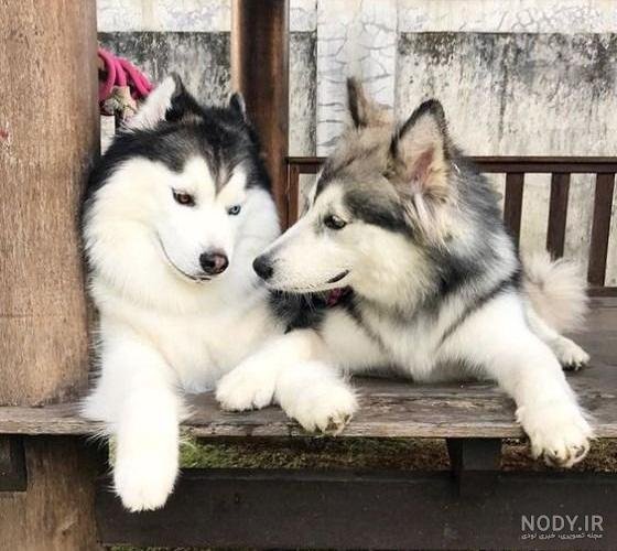  عکس دختر با سگ پاکوتاه