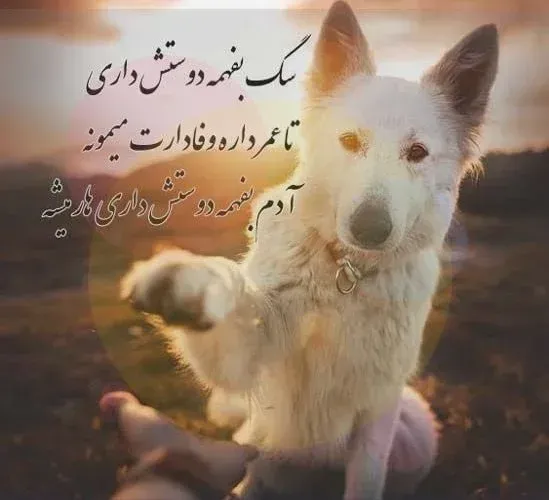  عکس دختر با سگ پاکوتاه