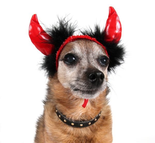  عکس دختر با سگ کارتونی