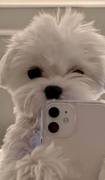  عکس سگ سفید برفی