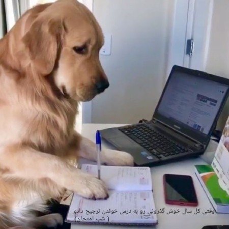  عکس سگ سفید برفی