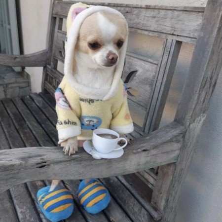  عکس سگ سفید برفی