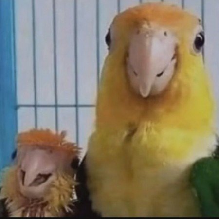  عکس سگ سفید برفی