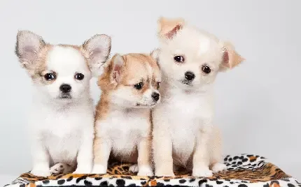  عکس بامزه از سگ ها