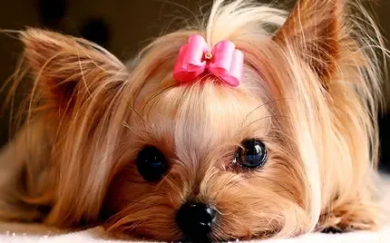  عکس بامزه از سگ ها