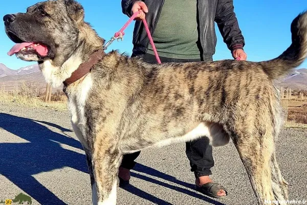 عکس سگ بزرگ