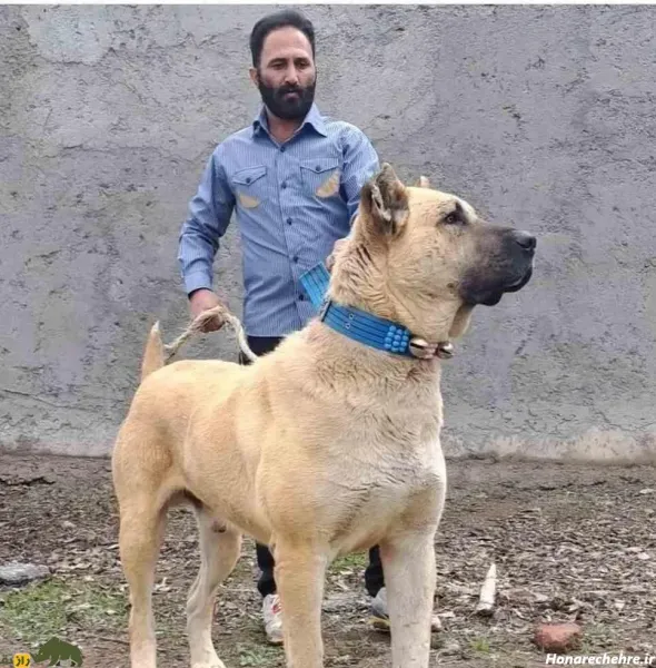  عکس سگ بزرگ