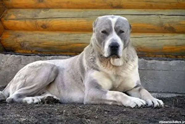  عکس سگ بزرگ