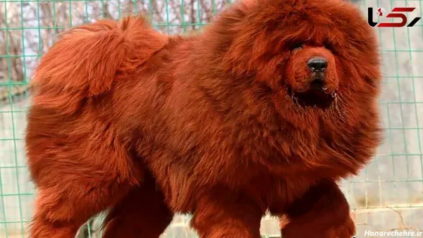  عکس سگ بزرگ