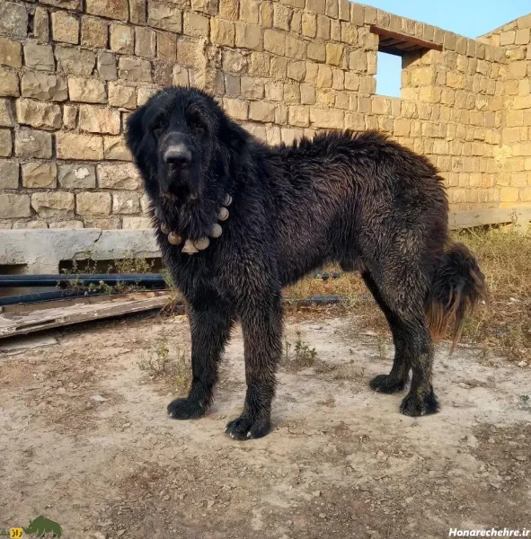  عکس سگ بزرگ